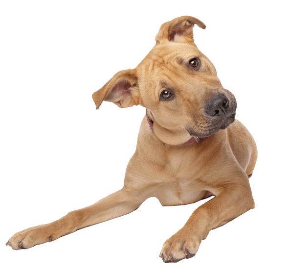 Dog 1