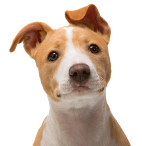 Dog 2